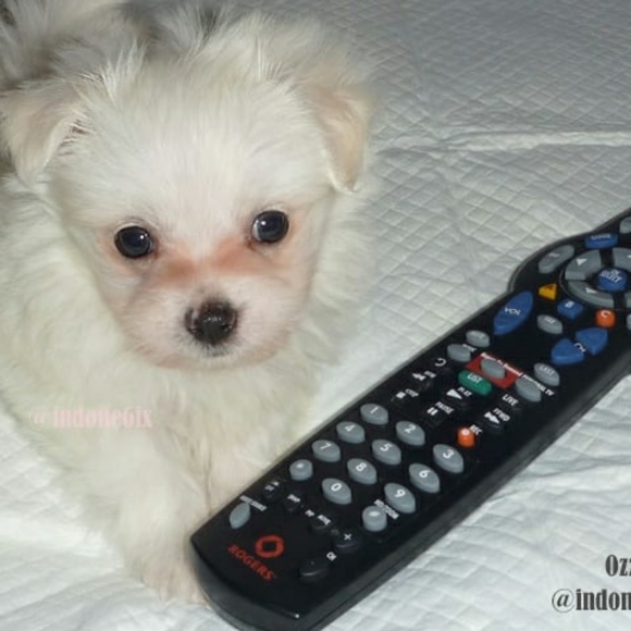 Meet your Posher, Maria B - Picture 2 of 4